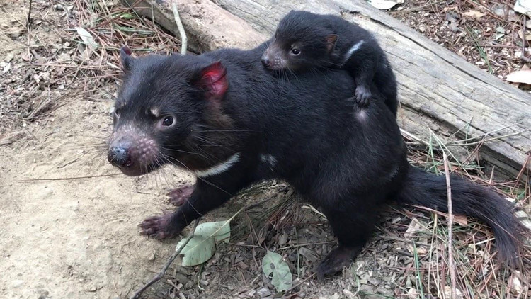 Малыш тасманийского дьявола на спине у матери / Australian Reptile Park