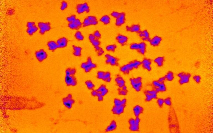 46 хромосом человека с добавлением искусственного цвета / Archana Bhartiya et al / Chromosome Research