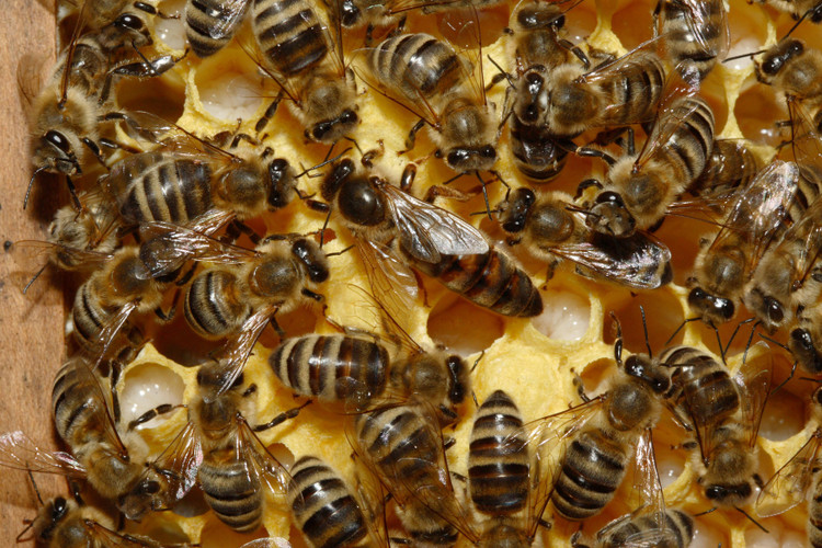 Пчелиная матка / Wikimedia Commons