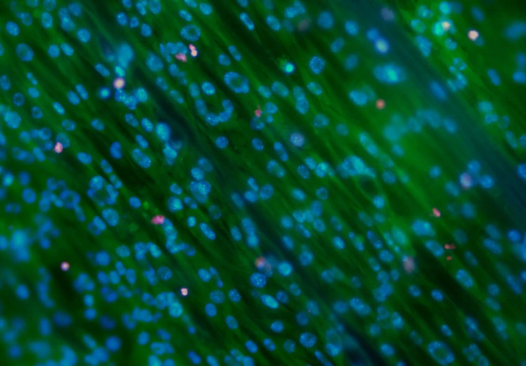Мышечные клетки на каркасе из травы в флуоресцентном окрашивании / Allan et al. / Journal of Biomedical Materials Research, 2021
