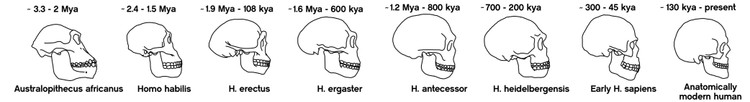 Эволюция черепа человека. Homo Habilis — второй слева, а мы, Homo Sapiens, последние — анатомически современный человек / SimplisticReps / Wikimedia Commons