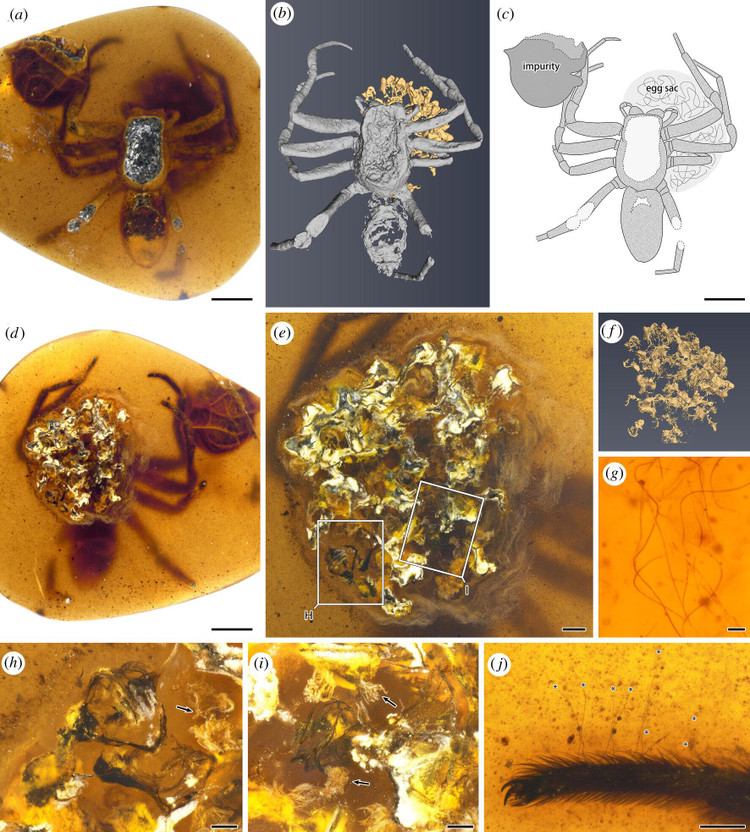 Пауки, застывшие в янтаре / royalsocietypublishing.org