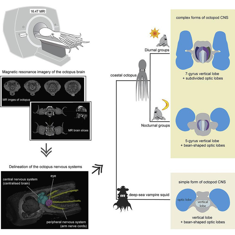 Анализ мозга осьминогов через МРТ. Current Biology/Wen-Sung Chung