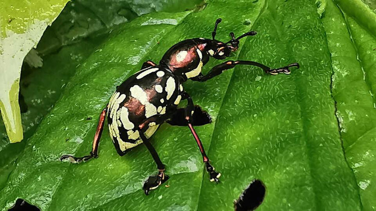 Новый вид долгоносиков. Фото: Analyn Cabras/California Academy of Sciences