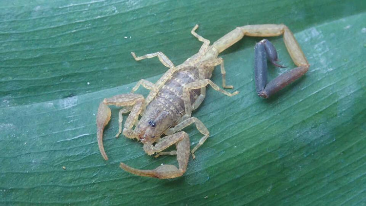 Скорпион Centruroides berstoni обитает высоко на верхушках деревьев в тропических лесах Гватемалы. Фото: Aaron Goodman/California Academy of Sciences 