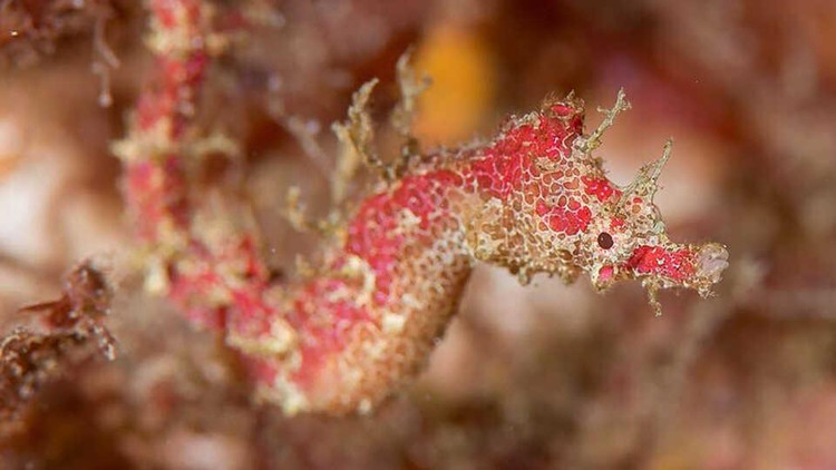  Карликовый трубочный конек, Cylix tupareomanaia, у побережья Новой Зеландии. Фото: Richard Smith/California Academy of Sciences