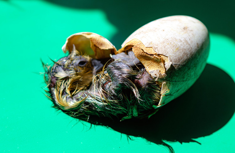 Похожая эмбриональная поза у современного детеныша гуся. Фото: Abrym/Shutterstock