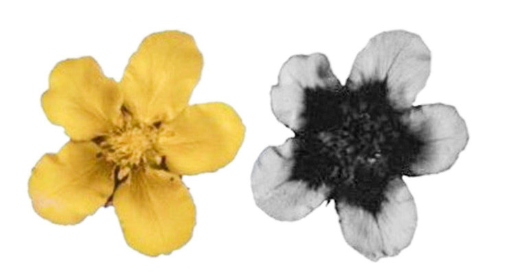 На обоих фото один и тот же цветок. Тот, что слева, показывает цветок в видимом свете. Тот, что справа, показывает пигменты лепестков, которые видны только в ультрафиолетовом спектре. Темная область поглощает УФ-излучение. Светлая область его отражает. Фото: Clemson News