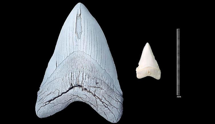 Зуб мегалодона по сравнению с зубом белой акулы. Фото: National History Museum