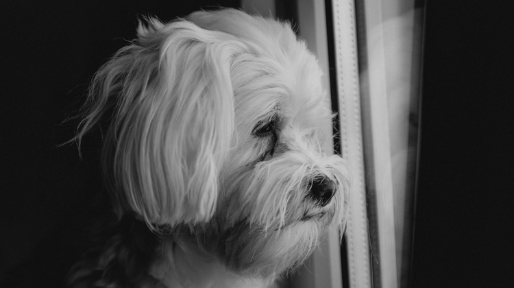 Bacila Vlad/Unsplash