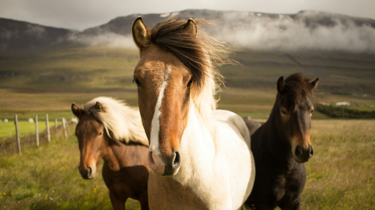 Fabian Burghardt/unsplash
