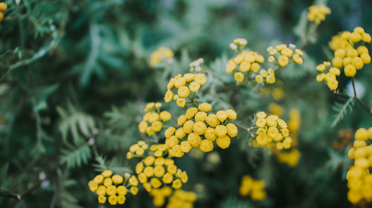 Natasha Alfred/Unsplash
