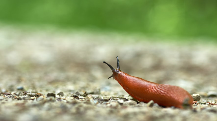 Wolfgang Hasselmann/Unsplash