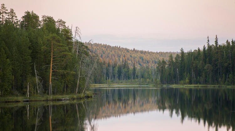 Vladimir Fedotov/Unsplash