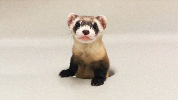 Фото: USFWS National Black-footed Ferret Conservation Center