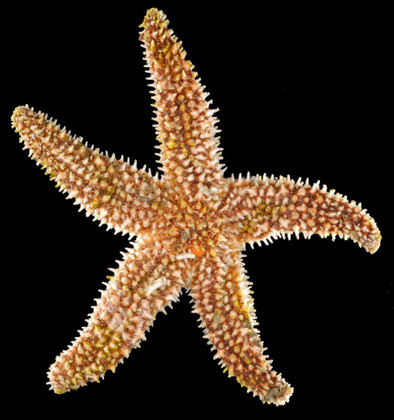 Фото: Обыкновенная морская звезда Форбса (Asterias forbesi) / Smithsonian Environmental Research Center / Flickr