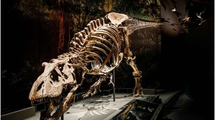 Скелет тираннозавра, с которым работали ученые / edition.cnn.com