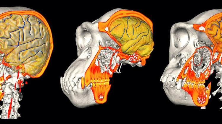 CT/MRI skull and brain imaging data of a human (left), a chimpanzee (center), and a gorilla (right) / JOSÉ LUIS ALATORRE WARREN