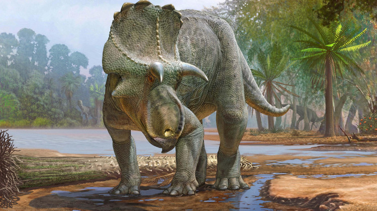 Реконструкция Menefeeceratops sealeyi / Сергей Красовский