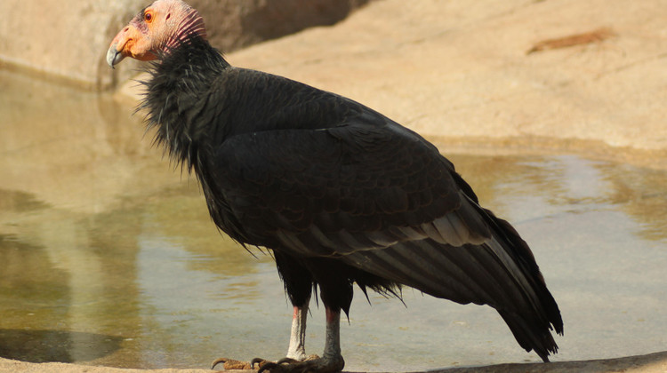 Фото: California Condor at San Diego Zoo, USA / Stacy / Wikimedia Commons