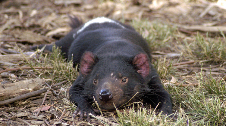 Тасманийский дьявол / Wikimedia Commons