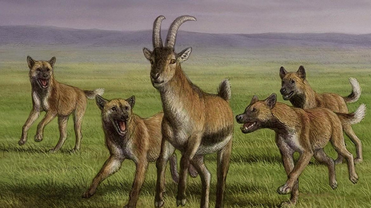 Фото: Bartolini-Lucenti, S., Madurell-Malapeira, J., Martínez-Navarro, B. et al. The early hunting dog from Dmanisi with comments on the social behaviour in Canidae and hominins. Sci Rep 11, 13501 (2021)