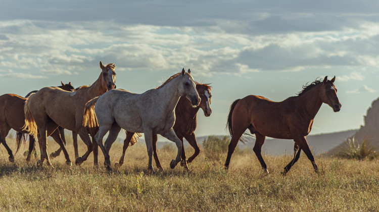 Фото: Shutterstock