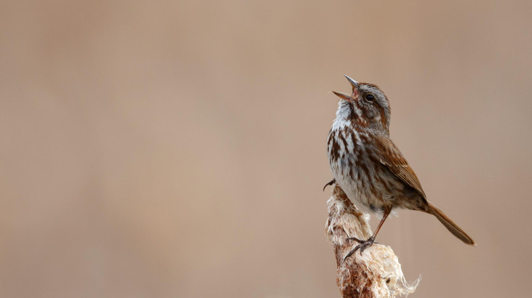 Menno Schaefer/Shutterstock