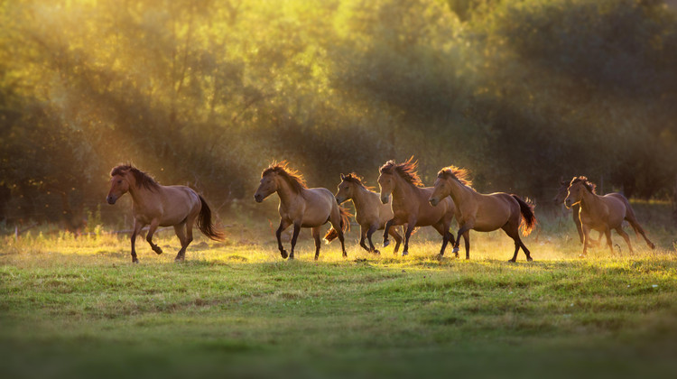 Callipso/Shutterstock