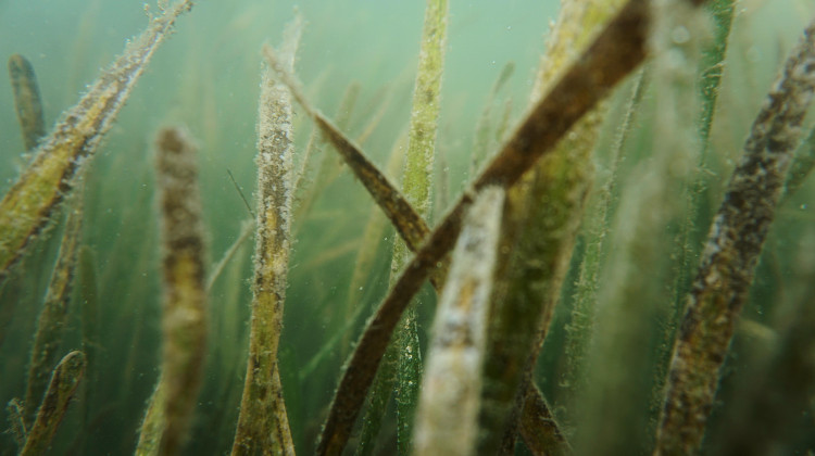 The Tampa Bay Estuary Program/Unsplash