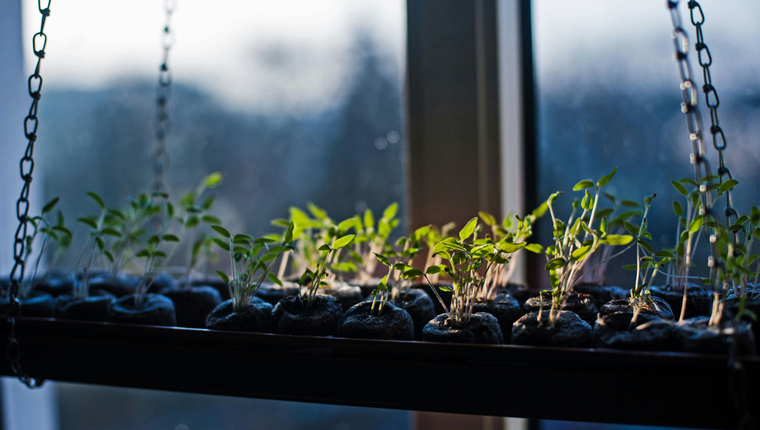 От петрушки до помидоров: как вырастить огород на подоконнике