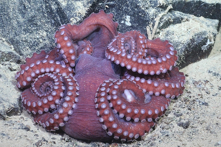 Rov Subastian/Schmidt Ocean Institute