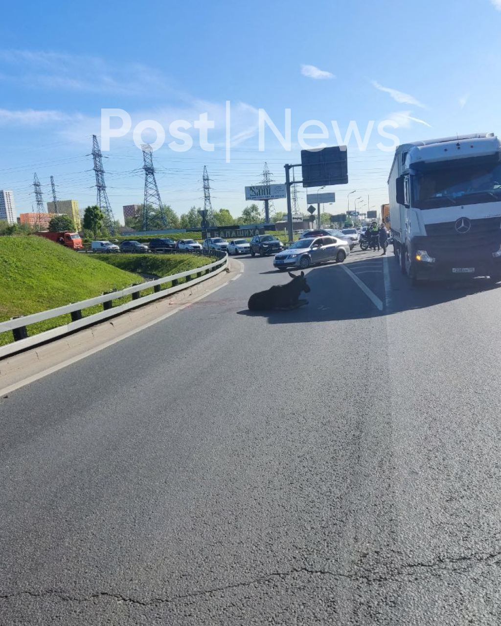 В Москве лоси убежали от полицейских и собрали автомобильную пробку