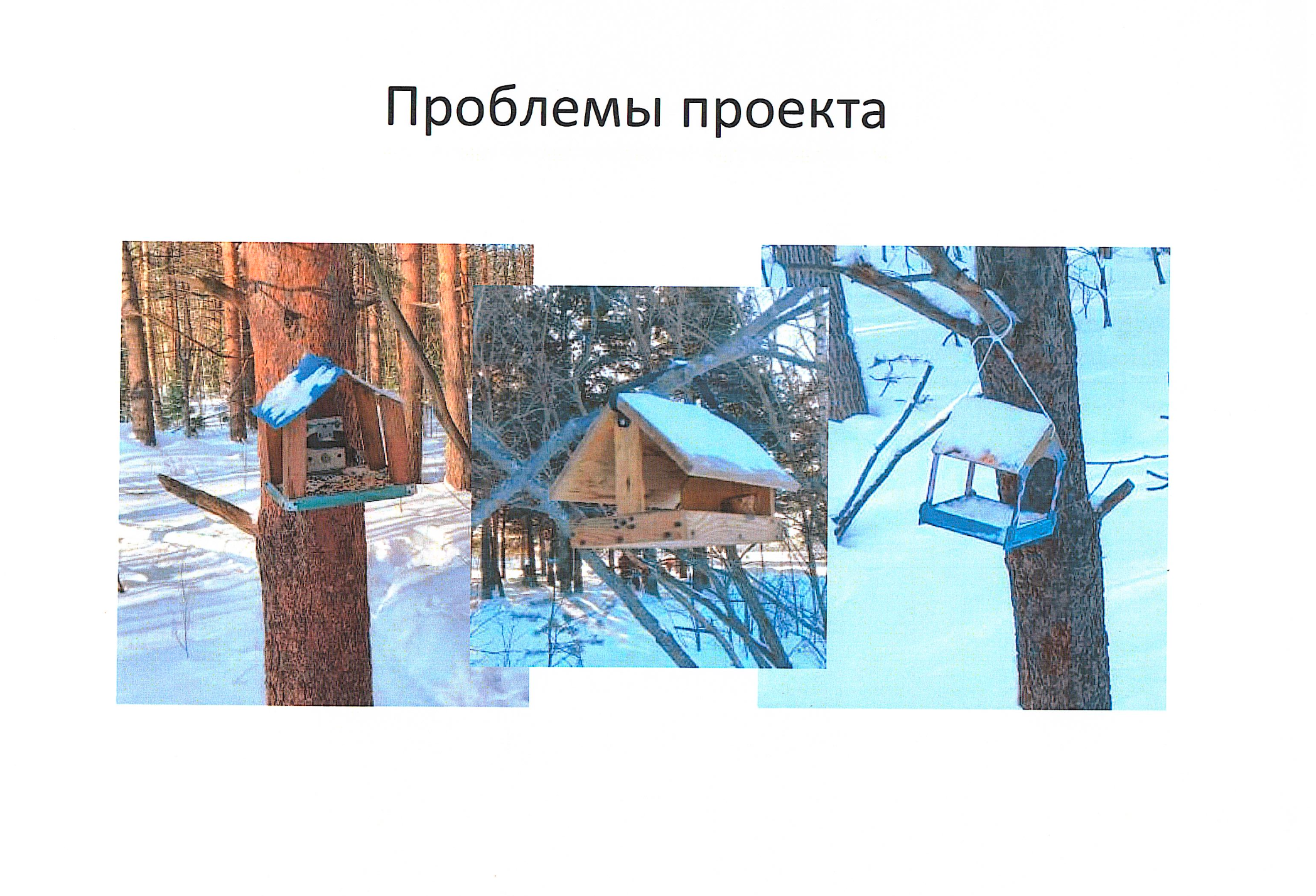 Презентация проекта «Хвостатый буфет»