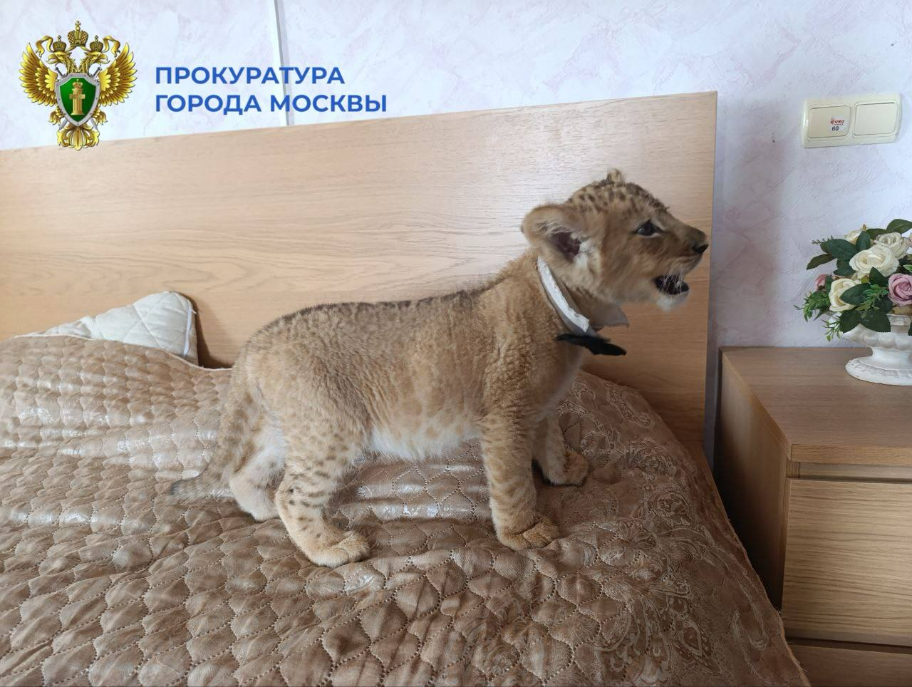 Прокуратура Москвы