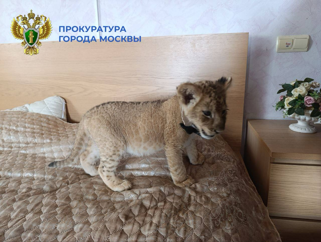 Прокуратура Москвы