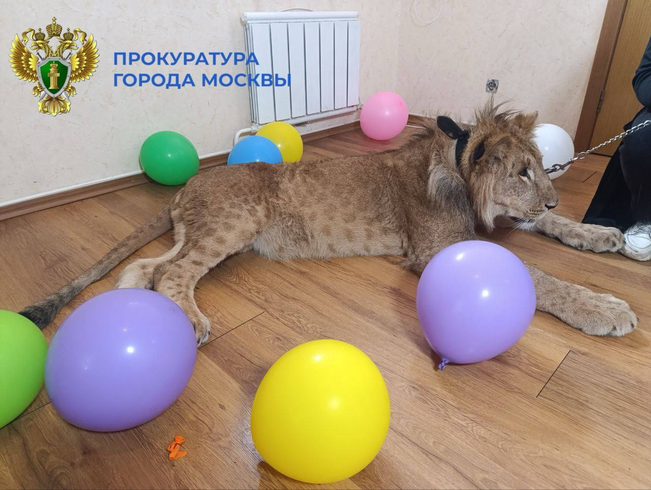 Прокуратура Москвы