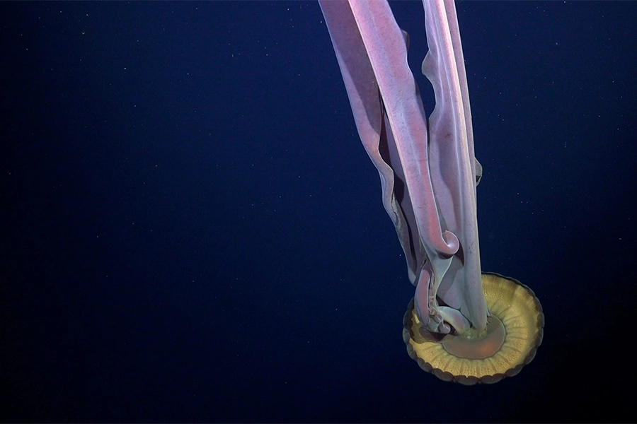 Rov Subastian/Schmidt Ocean Institute