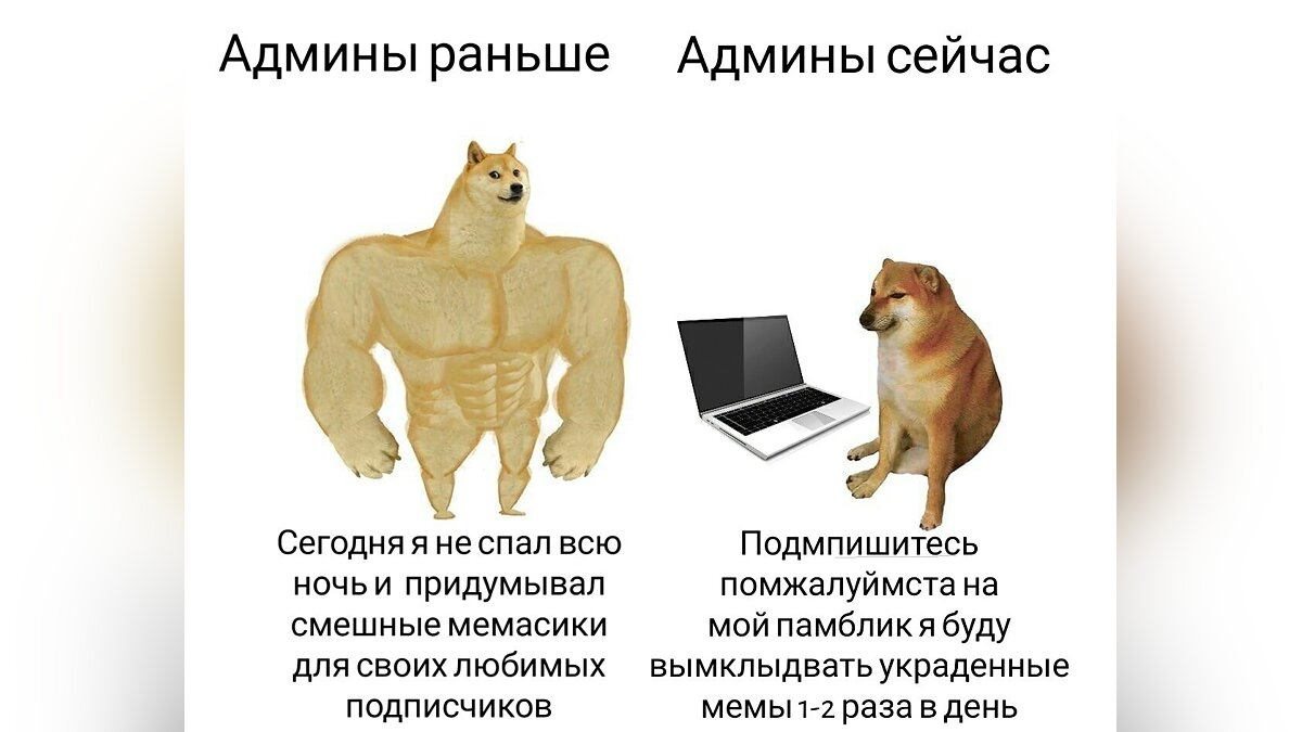 Собака Doge: история мема с Кабосу, создание криптовалюты Dogecoin, мемы с  Doge и Чимсом, болезнь и смерть сиба-ину