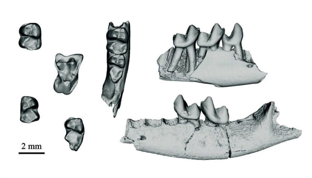 Найденные зубы и кости челюстей: 3D-модели, полученные с помощью компьютерной томографии / ©Gregory Mantilla, Stephen Chester