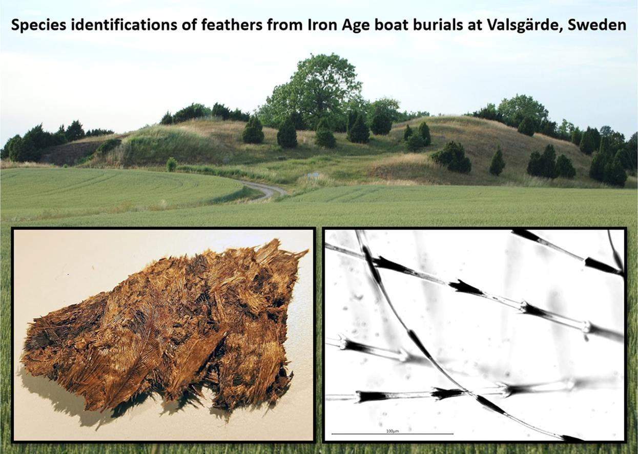 Фото: Jørgen Rosvold / Journal of Archaeological Science