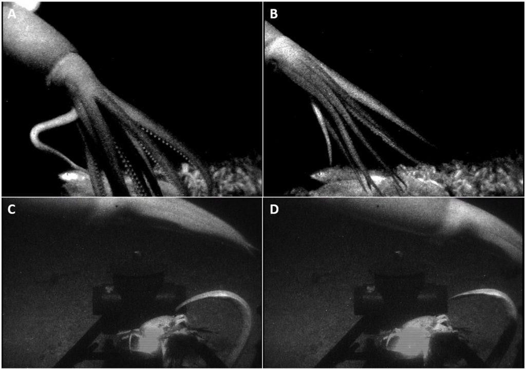 Изображение неопознанного кальмара, возможно, Promachoteuthis sloani, сделанное во время одной из встреч в северной части Мексиканского залива / PNAS