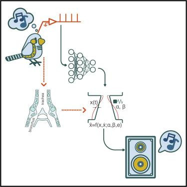 Схематичное изображение работы системы / Neurally driven synthesis of learned, complex vocalizations