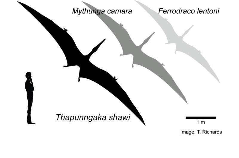 Вот так выглядел новый вид птерозавра в сравнении с двумя ранее открытыми в Австралии / phys.org