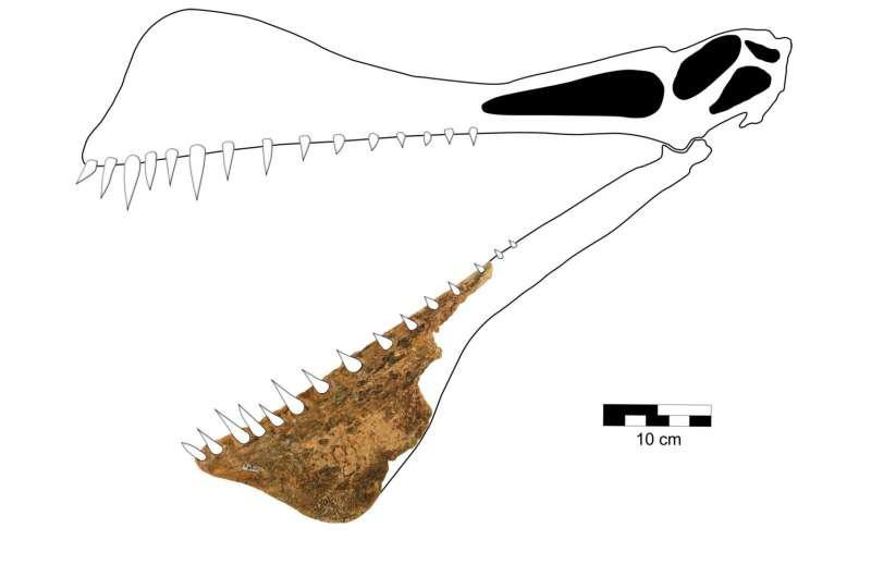 Найденные останки птерозавра — та самая нижняя челюсть / phys.org