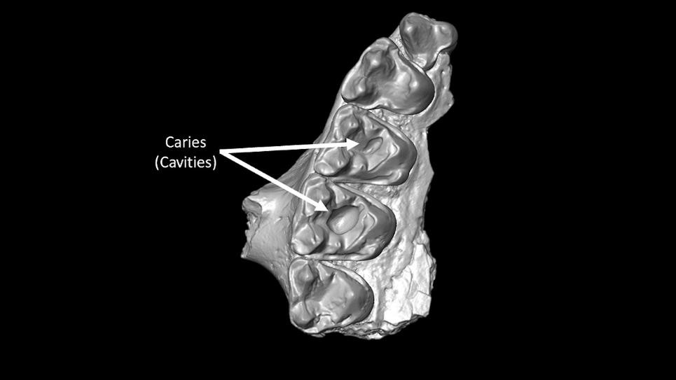 Фрагмент верхней челюсти примата Microsyops latidens с двумя кариесами — отмечены стрелочками / Keegan Selig