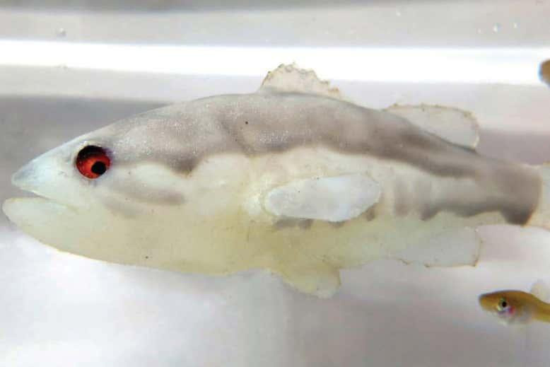 Рыба-робот (вверху), имитирующая естественного хищника гамбрузии (внизу справа)