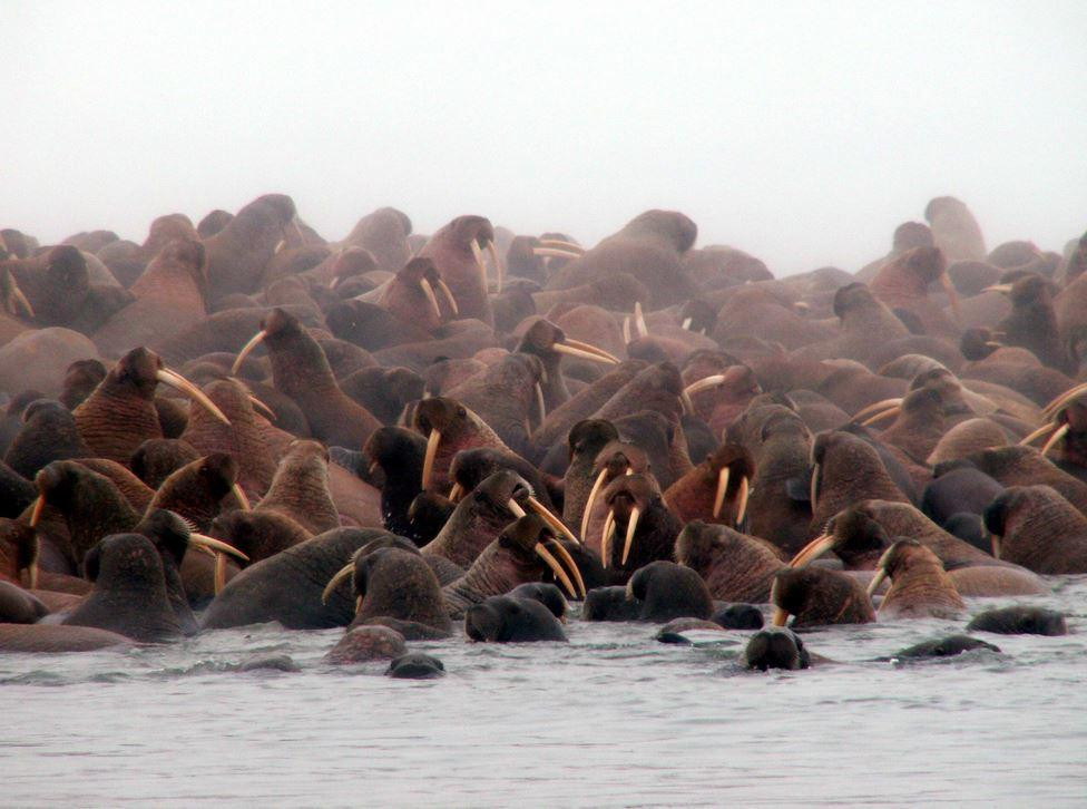 Лежбище моржей на острове Врангеля. Фото: Заповедники и парки мира