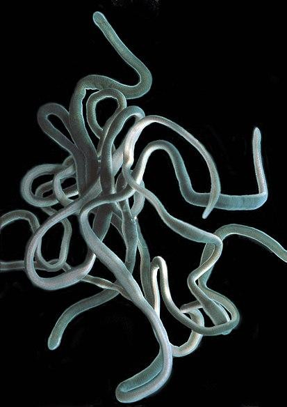 Гигантские черви-хищники. Фото: Wikimedia Commons