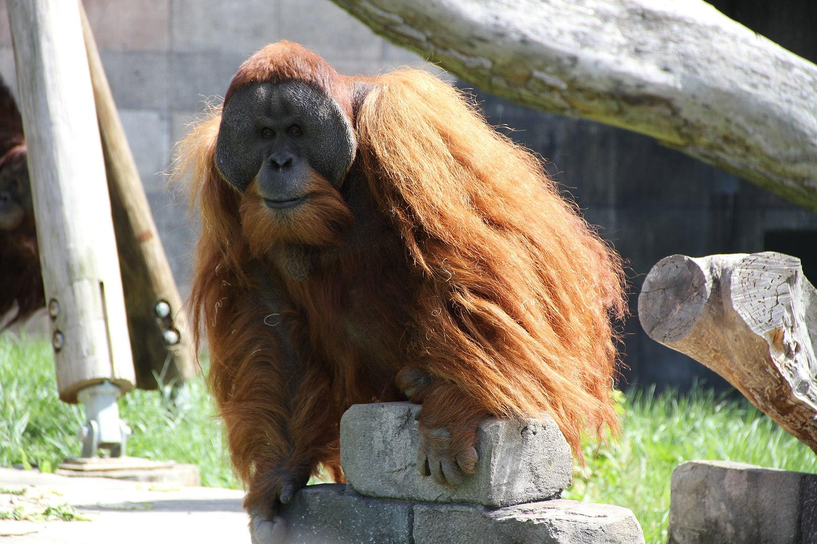 Суматранский орангутан. Фото: Wikimedia Commons